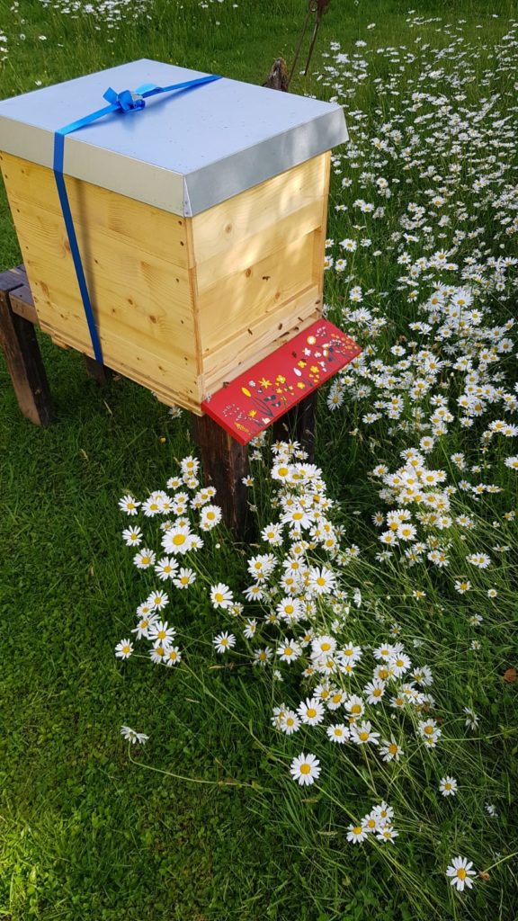 Bienenschwarm ist in das neue Zuhause eingezogen